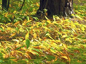 Autumn lily of the valley in the forest