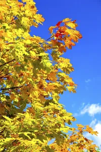 Autumn maple