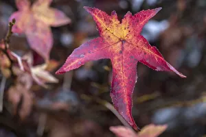 Autumn maple (Acer), Bavaria, Germany, Europe