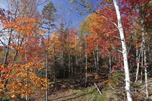 Autumn, mixed forest, Laurentian Region