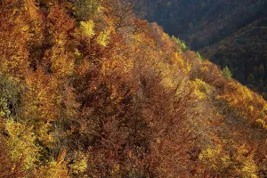 Autumn mixed forest, Swabian Alb