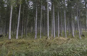 Autumn mood in the forest