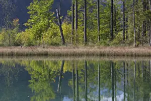 Autumn mood at lake Almsee, Gruenau