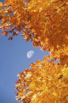 Autumn moon with sugar maple in Grand Iale