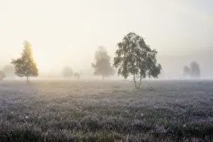 Autumn morning mist at sunrise with flowering Common Heather (Calluna vulgaris)