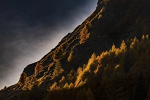 Category Mountain Landscapes Prints: Autumn mountain larch forest (Larix decidua) with light and shade
