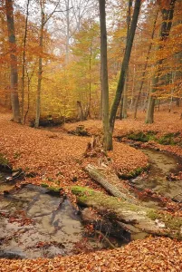 Autumn in Nonnenfliess nature reserve near Eberswalde
