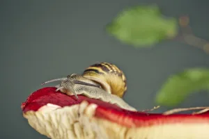 Autumn picture with snail on forest mushroom with moss and leaves