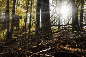 Autumn, raised hide, deciduous forests near Diez