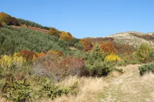 Autumn scene in mountain in sunny day