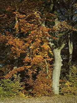 Autumn in Siebentischwald forest