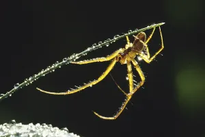Autumn spider, real autumn spider