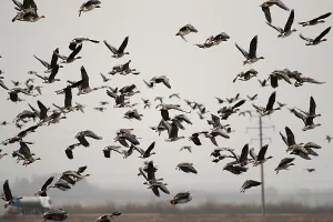 Autumn and spring migrations of birds