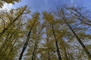Autumn summer lime (Tilia platyphyllos)