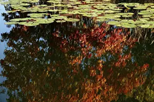 Autumn time, water lily pond, October, Germany
