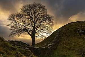 Autumn tree on a stone wall in a depression with a dramatic lighting atmosphere
