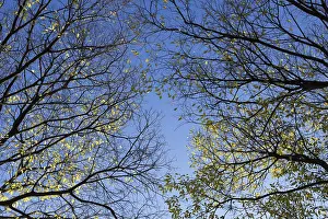 Autumn trees top in forest, blue sky shining through leaves