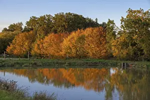 Autumn trees are reflected in a cape pond