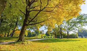 Autumn trees with yellow foliage