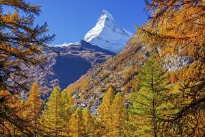 Autumn view of the Matterhorn 4478m and golden yellow larches