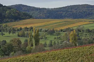 Autumn vineyards near Michelbach am Wald