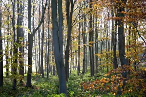 Autumn woodland scene of deciduous trees with orange brown leaves