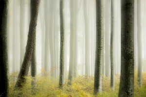 Autumnal Beech forest (Fagus) with fog