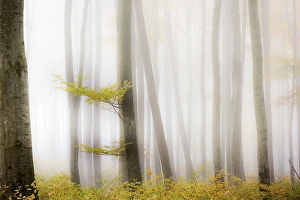 Autumnal Beech forest (Fagus) with fog
