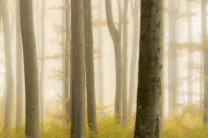 Autumnal Beech forest (Fagus) with fog