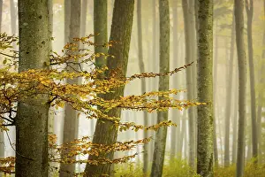 Autumnal Beech forest (Fagus) with fog