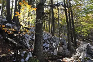 Autumnal beech forest with rocks
