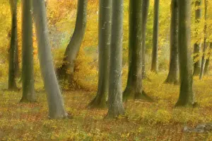 Autumnal beech groove, wiping effect