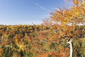 Autumnal beech - Isar valley near Munich - Bavaria - Germany