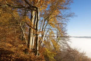 Autumnal beeches, mist over Pupplinger Au
