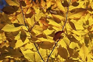 Autumnal birch forest panorama in Canada