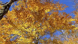 Autumnal birch forest panorama in Canada