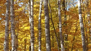 Autumnal birch forest panorama in Canada