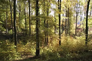 Autumnal colored beech forest in morning light