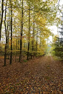 Autumnal coloured beech forest with morning fog
