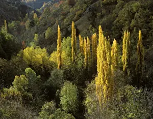 Autumnal cottonwood trees in Pyrenees France