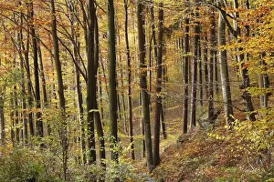 Autumnal deciduous forest, Aggstein