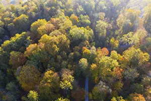 Autumnal deciduous forest, drone shot