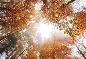 Autumnal deciduous forest, Mondseeland