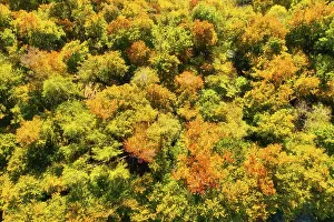 Autumnal deciduous forest, Wolfratshausen