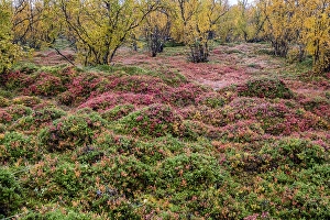Autumnal forest floor, blueberries