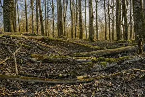 Autumnal forest floor with moss and fallen tree trunks