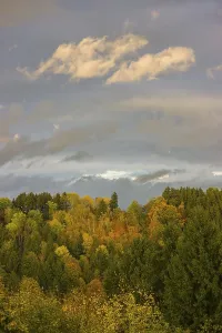 Autumnal forest in late afternoon light