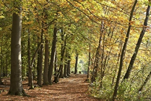 Autumnal forest, Lueneburg, Lower Saxony
