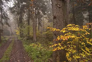 An autumnal forest with a muddy path and bright yellow leaves on the trees