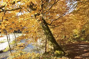 Autumnal forest path - beeches - Isar near Munich - Bavaria - Germany